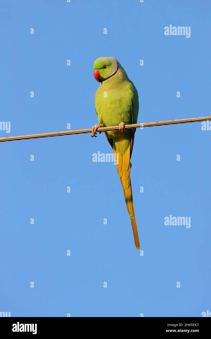 An adult male Rose-ringed Parakeet or Ring-necked Parakeet (Psittacula krameri) in the wild in its natural range in India Stock Photo