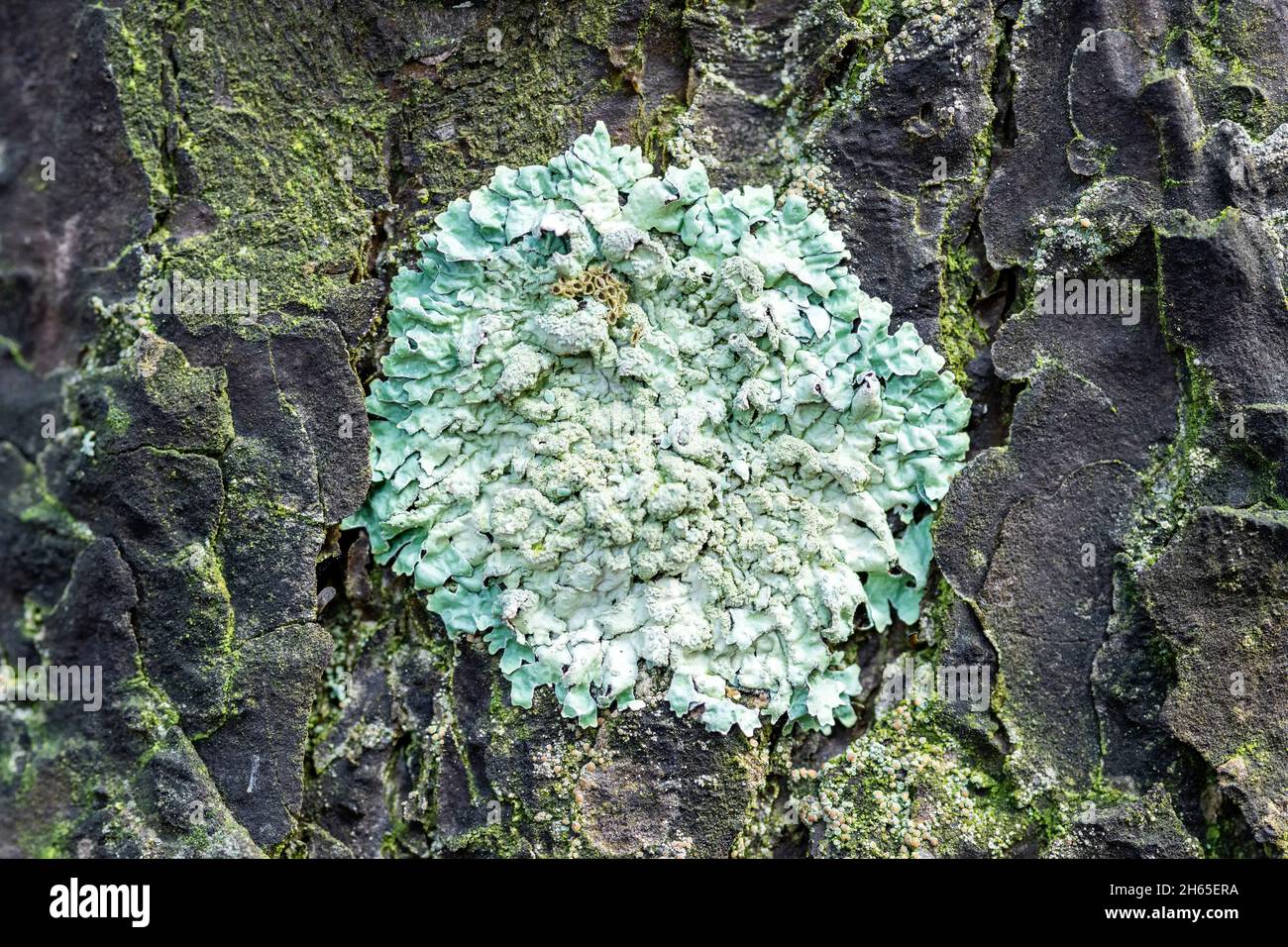Lichen Parmelia sulcata on pine bark in the forest, close-up Stock Photo