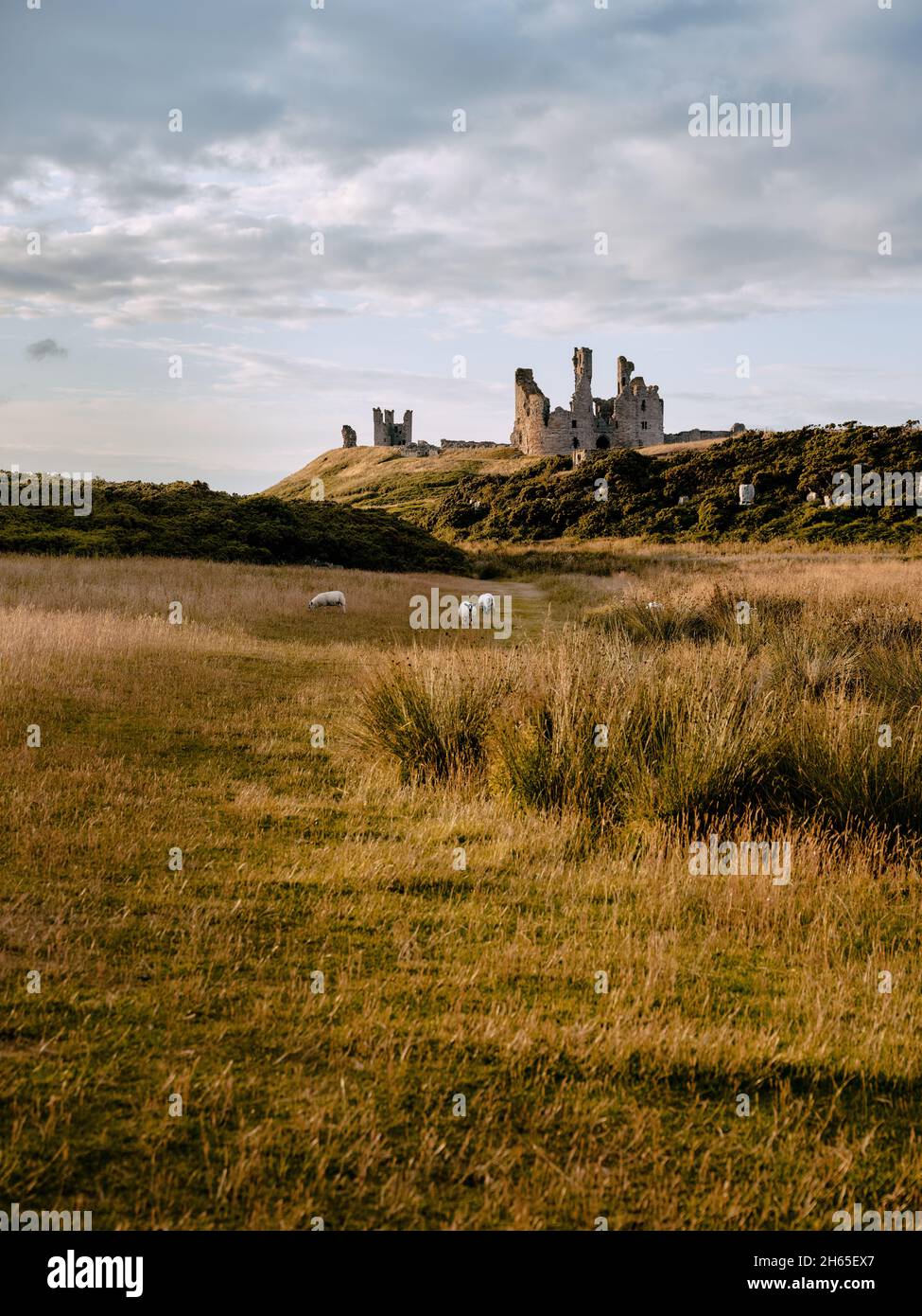 Sheep in the summer pasture grassland landscape of Dunstanburgh Castle - 14th-century fortification in Craster Northumberland northern England UK Stock Photo