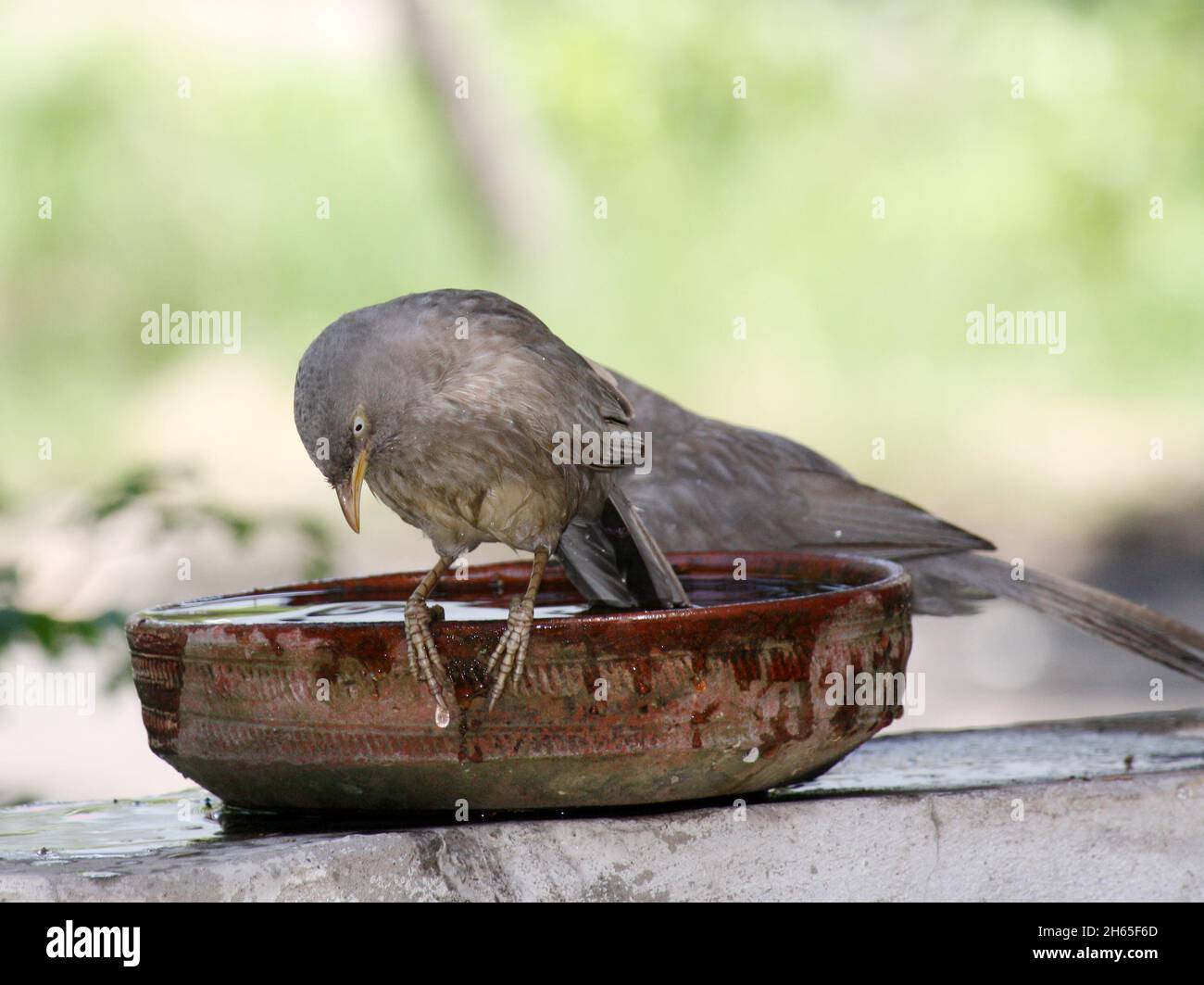 Jungle Babblers (Argya striata) during and after taking their bath : (pix SShukla) Stock Photo