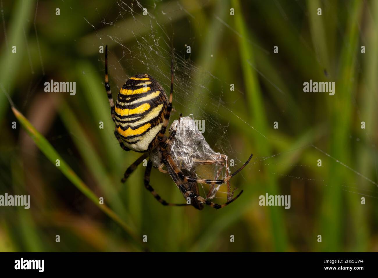Selective focus shot of an Argiope spider Stock Photo