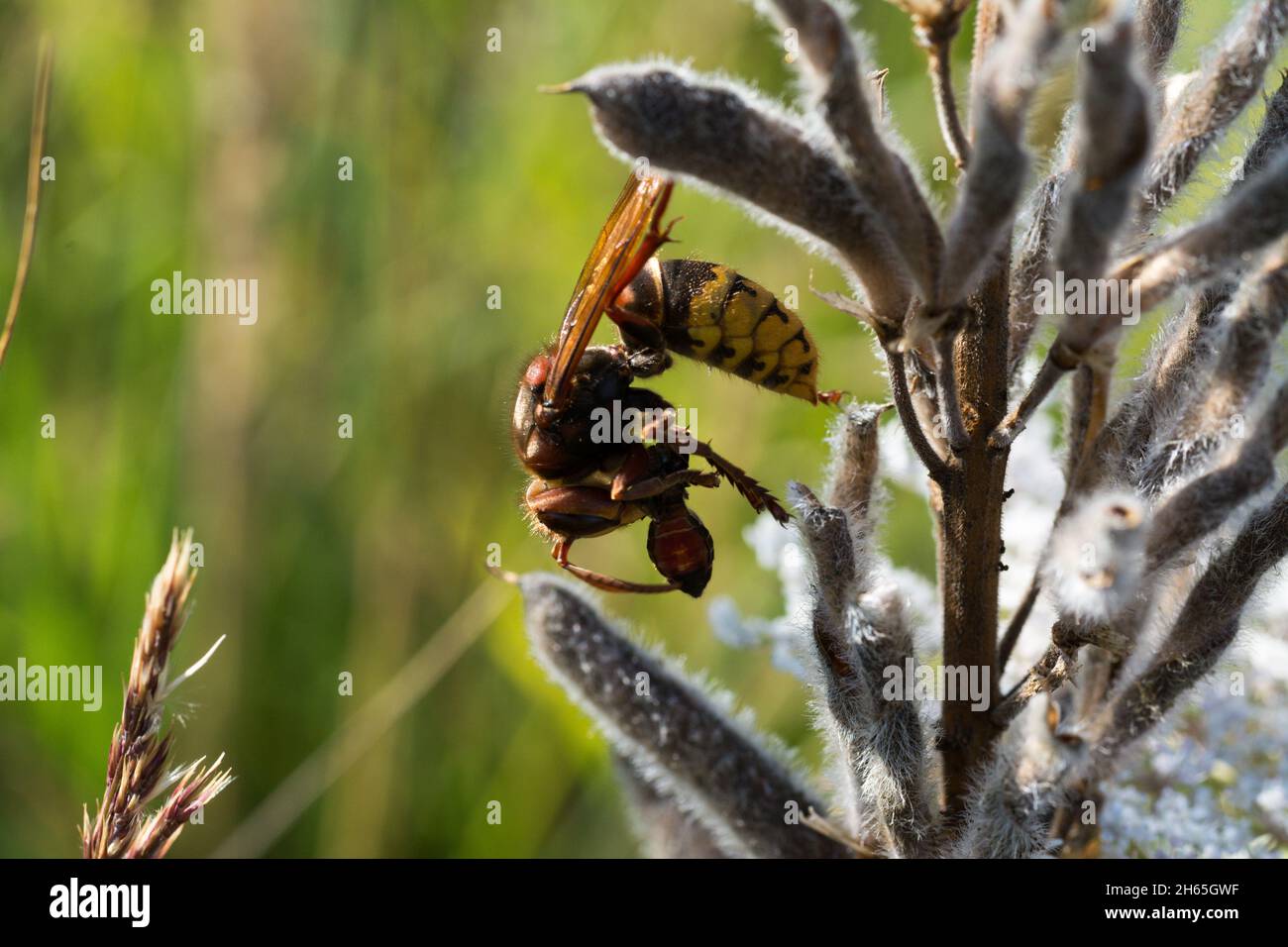 Selective focus shot of hornet on a plant Stock Photo
