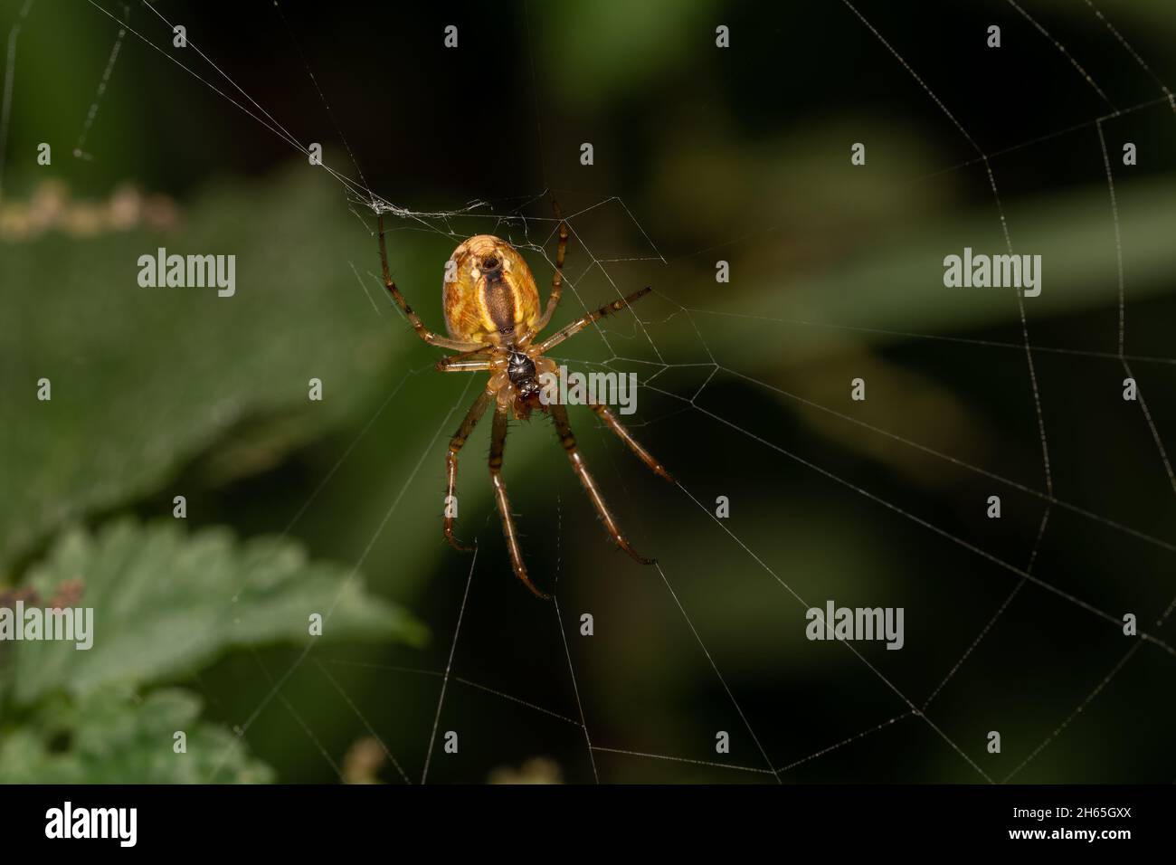 Selective focus shot of a spider on its web Stock Photo
