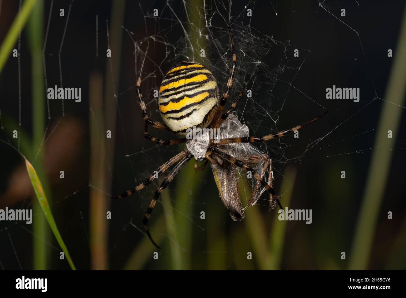 Selective focus shot of a Argiope spider Stock Photo