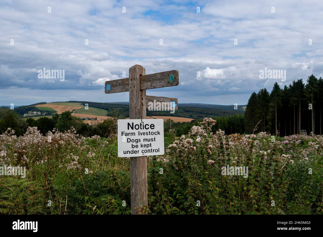White sign with text: Notice Farm livestock. Dogs must under control. Sussex downs. Stock Photo