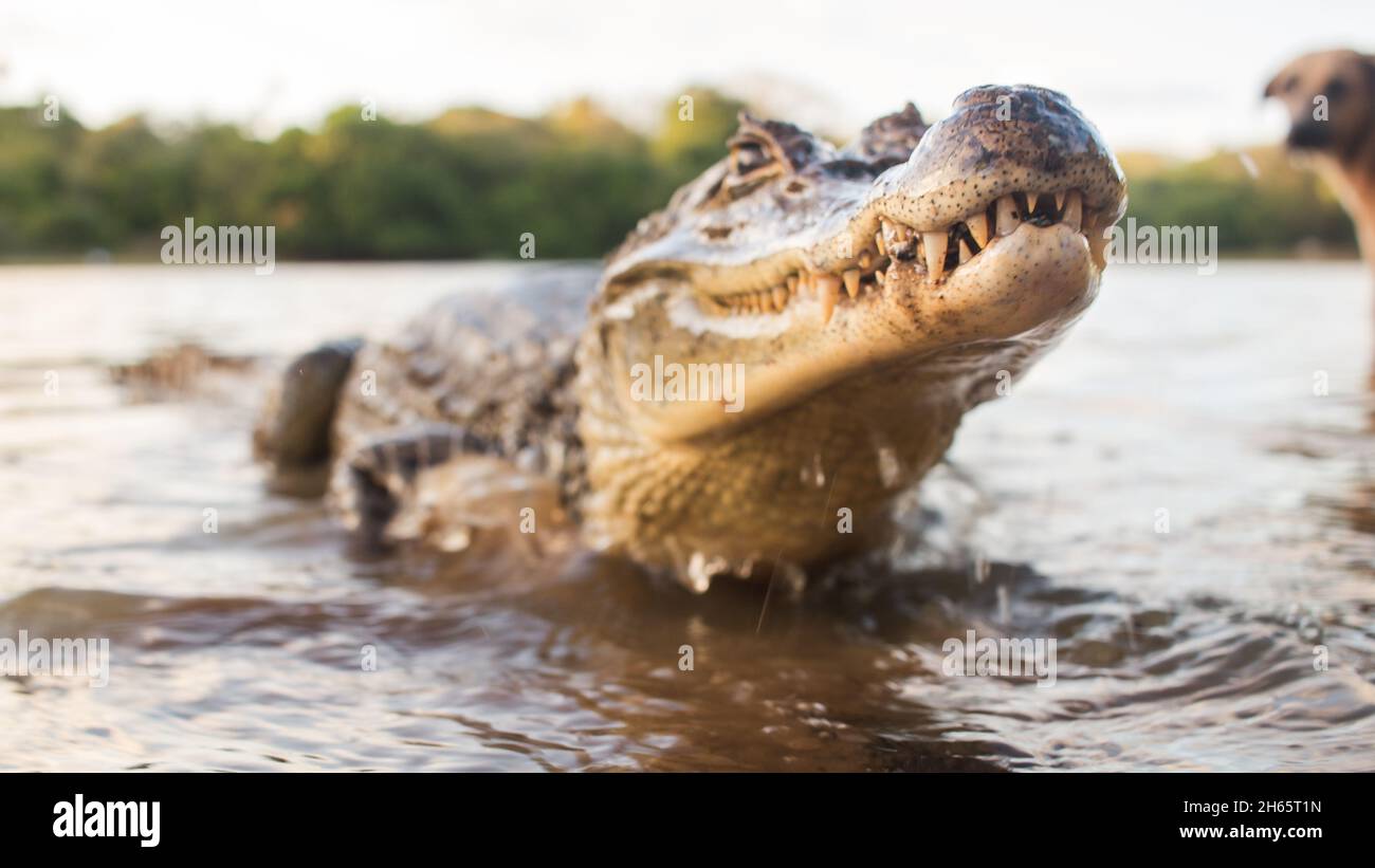 Cute small alligator smiles for camera while in water Stock Photo