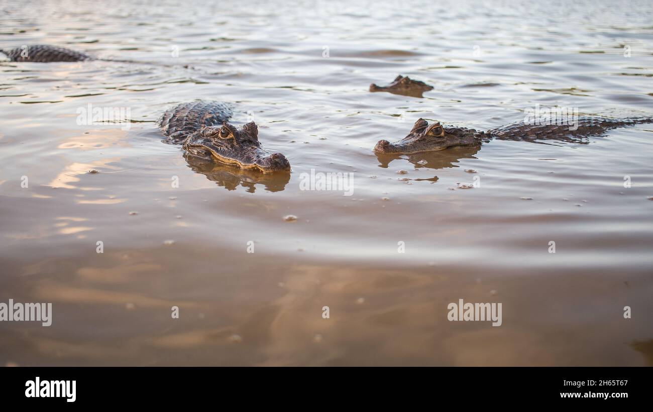 Closeup caimans smiling while floating in the water Stock Photo