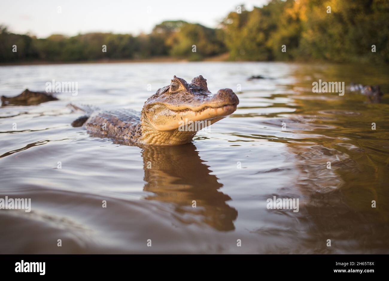 Cute small alligator smiles for camera while in water Stock Photo