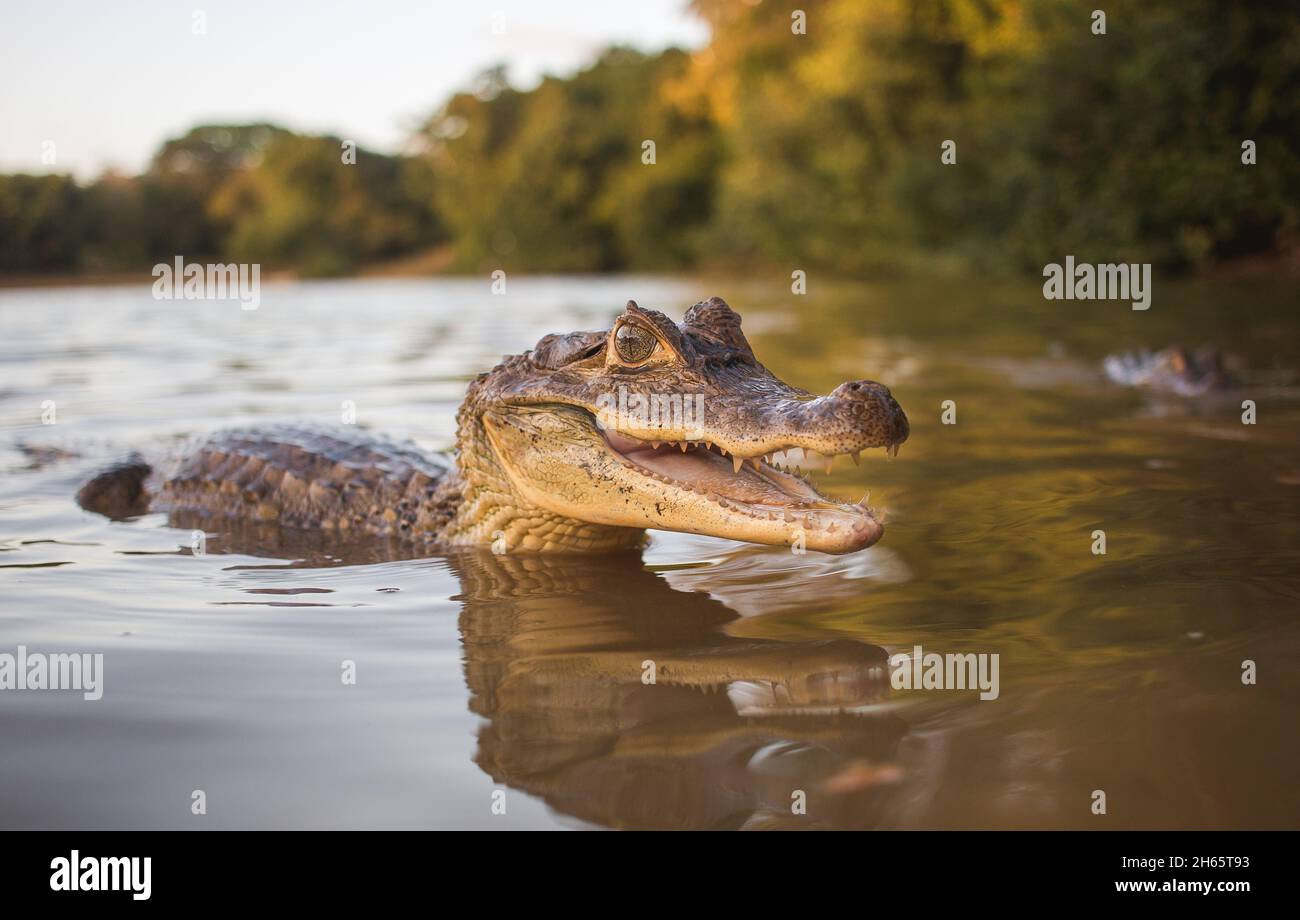 Cute small alligator smiles for camera while in water Stock Photo