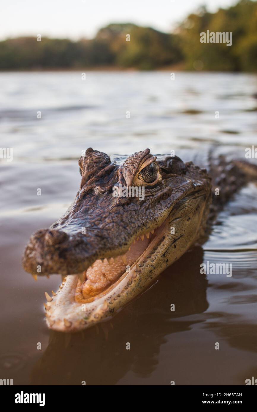 Cute small alligator smiles for camera while in water Stock Photo