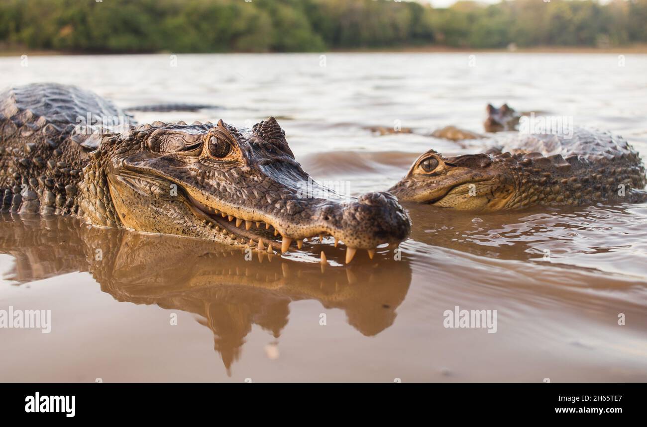 Closeup caimans smiling while floating in the water Stock Photo