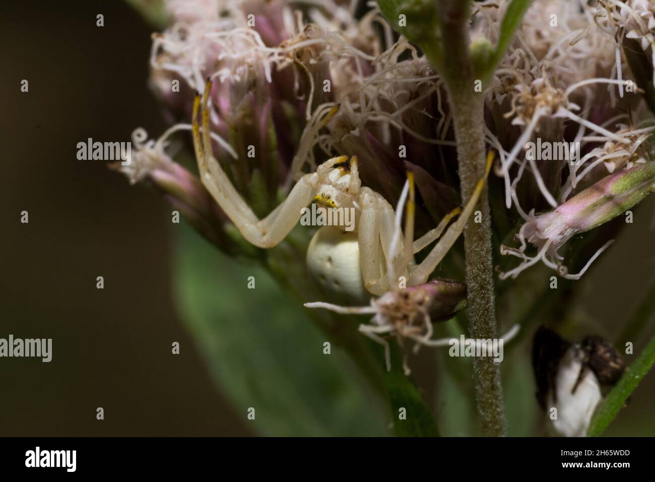Selective focus shot of a white crab spider on a flower Stock Photo