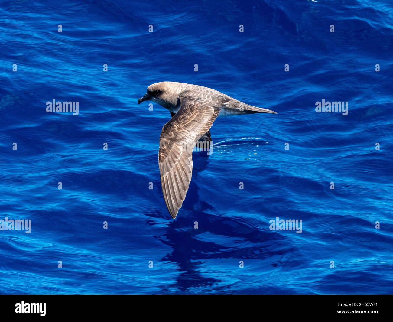 Atlantic Petrel, Pterodroma incerta, a seabird off the coast of Brazil in the Atlantic Ocean Stock Photo