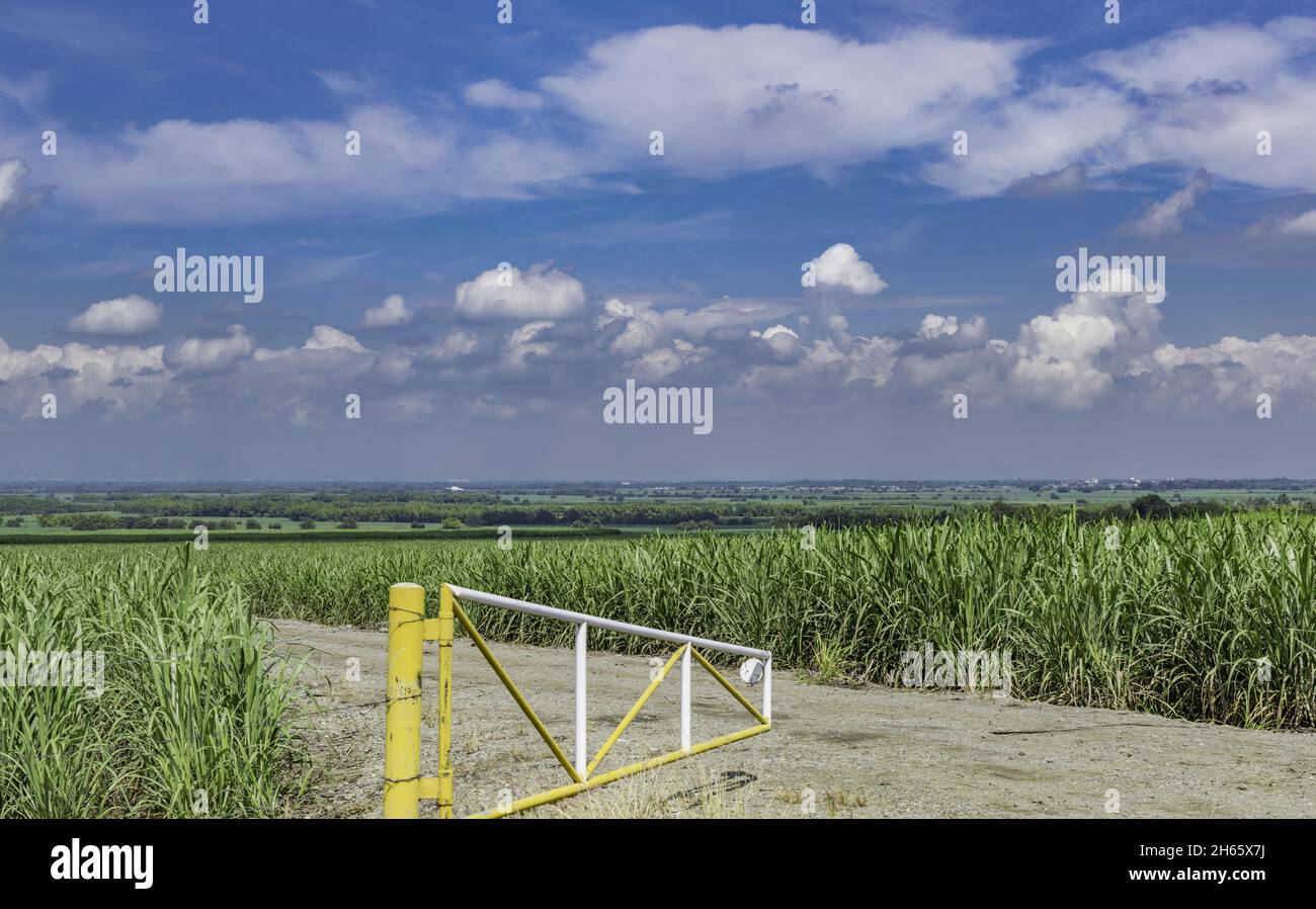 Landscape of sugar cane field in the Cauca valley in Colombia Stock Photo