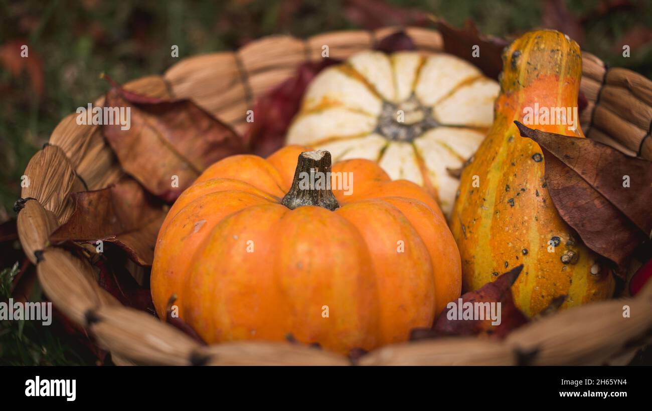 Fall autumn gourds, mini pumpkin, zapallo in basket with fallen leaves Stock Photo