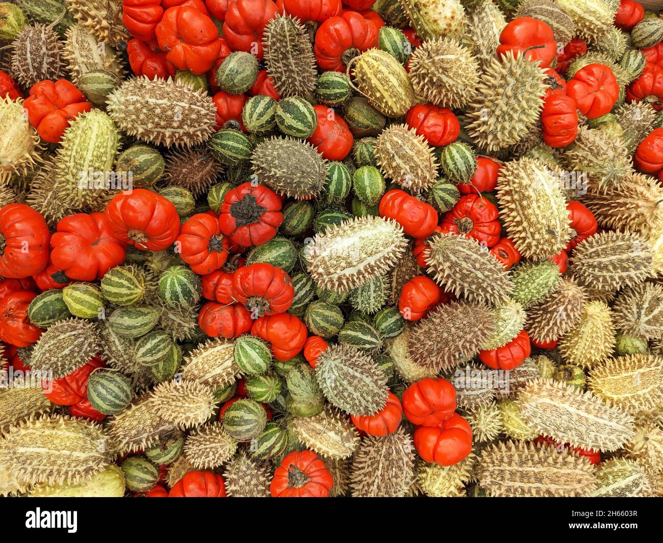 A display of decorative vegetables for festive decorations Stock Photo