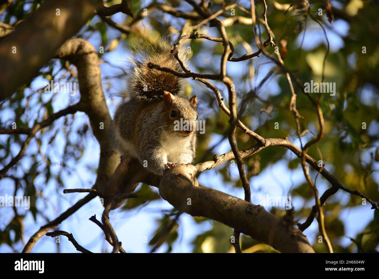 Bury the acorns hires stock photography and images Alamy
