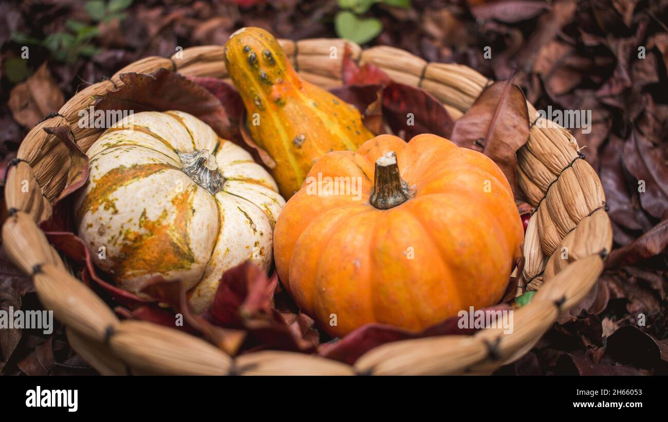 Fall autumn gourds, mini pumpkin, zapallo in basket with fallen leaves Stock Photo