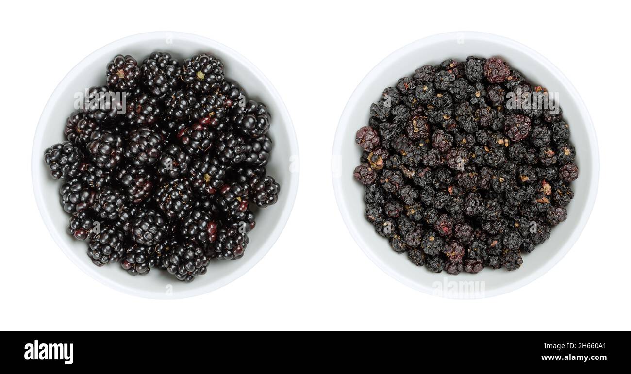 Fresh and dried European blackberries in white bowls. Wild brambles, Rubus fruticosus, sweet fruits, used fresh for desserts and jams, and dried as te Stock Photo