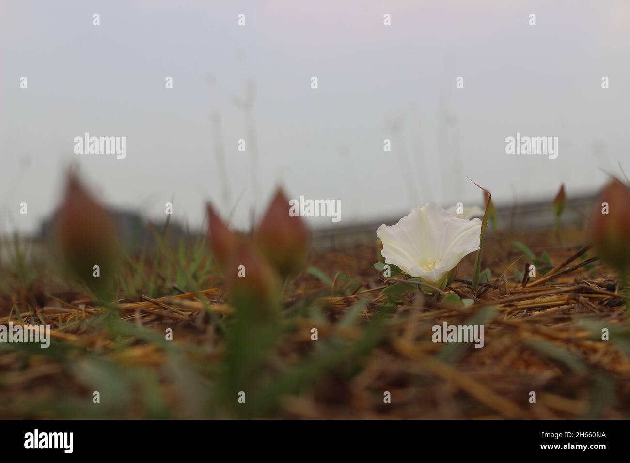 White flowers of Field bindweed or Convolvulus arvensis. A common lawn ...