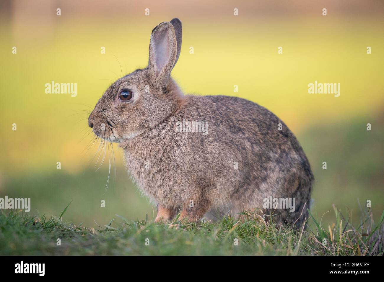 A  close up side view of a young Rabbit sitting on a natural but bright coloured background. Suffolk, UK Stock Photo
