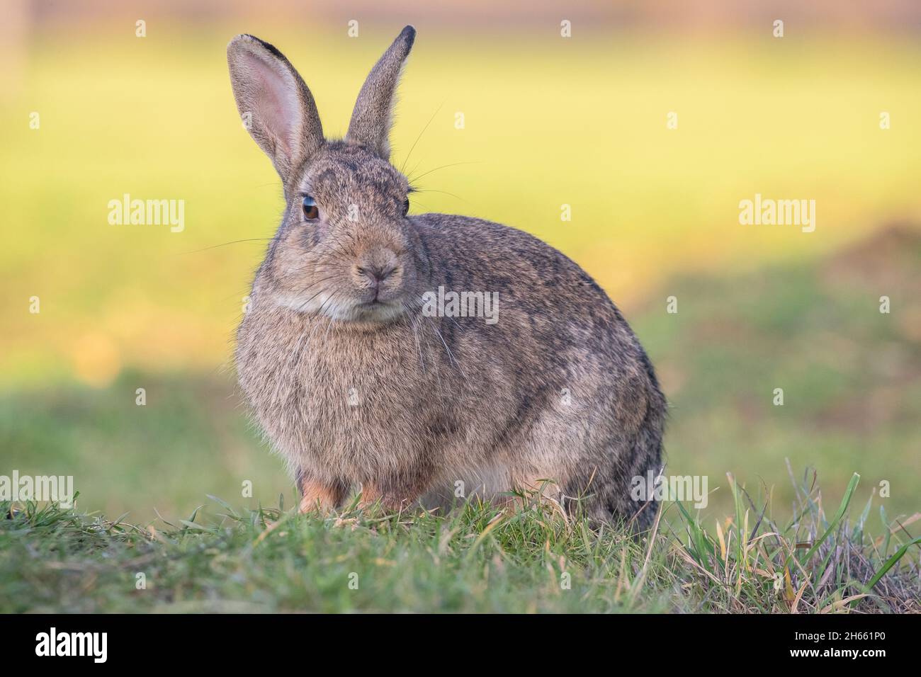 A  close up of a young Rabbit looking at the camera sitting on a natural but bright coloured background. Suffolk, UK Stock Photo