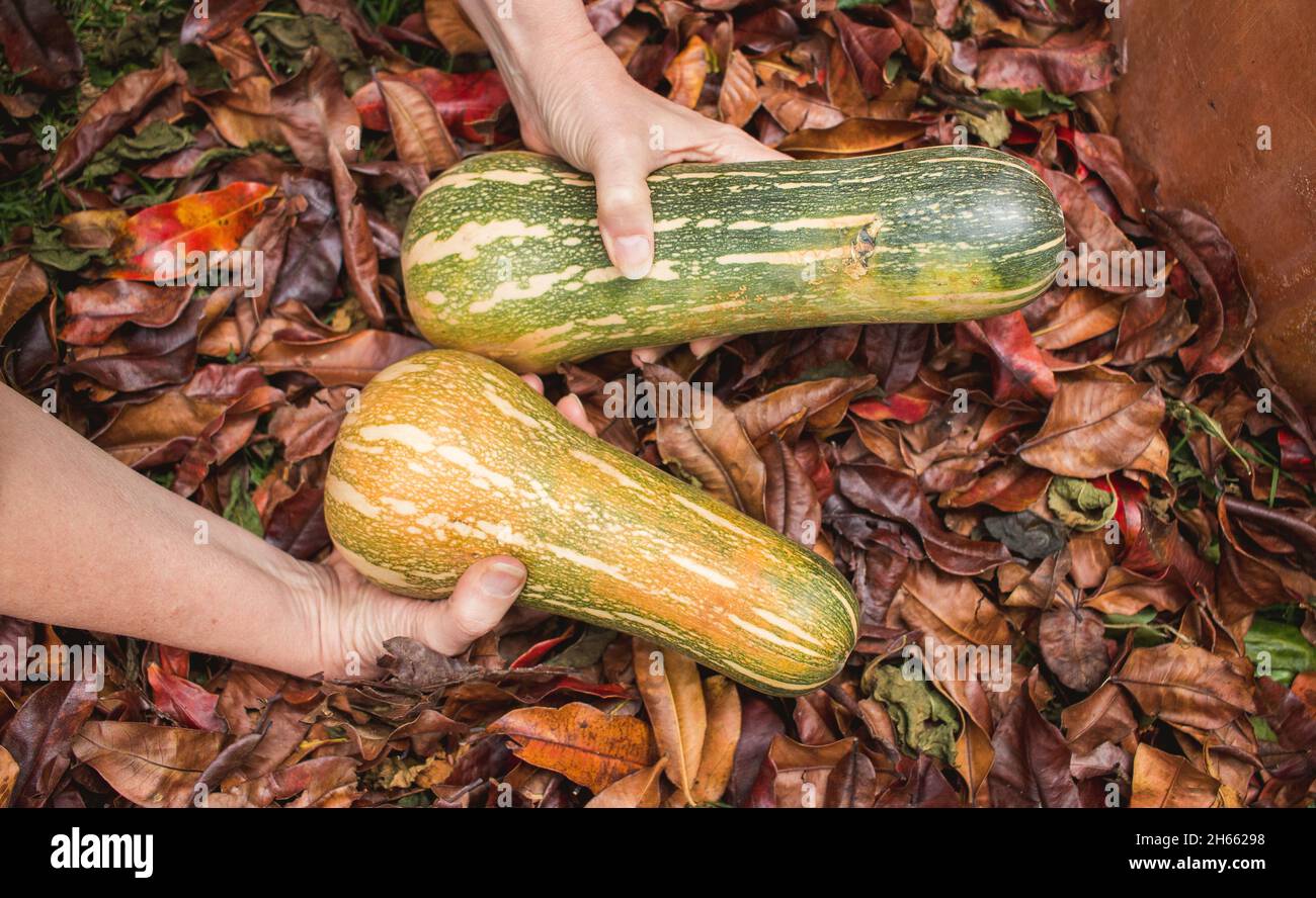 Background of hands holding zapallo or squash gourd on autumn leaves Stock Photo