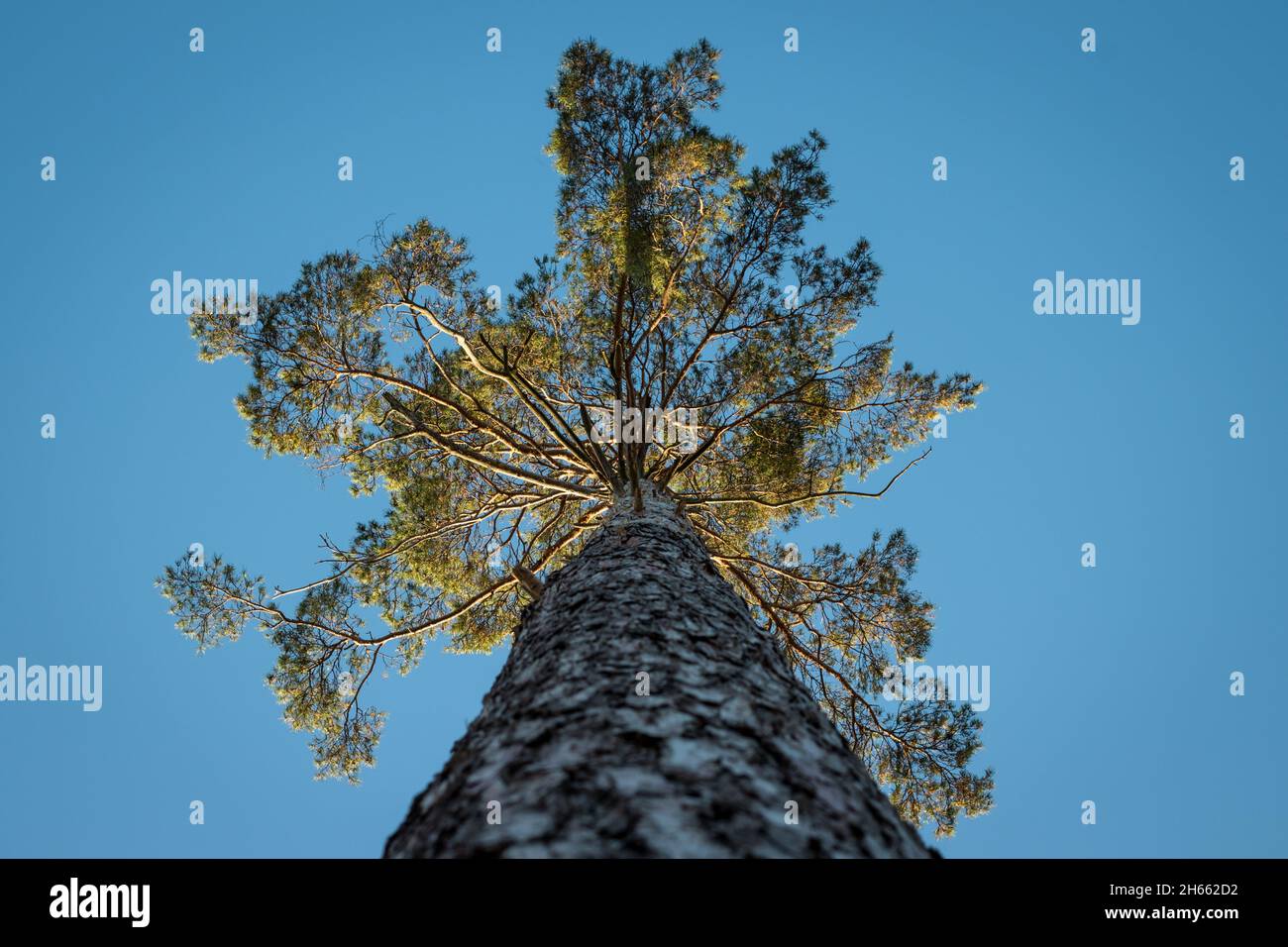 Pine tree low angle view hi-res stock photography and images - Alamy