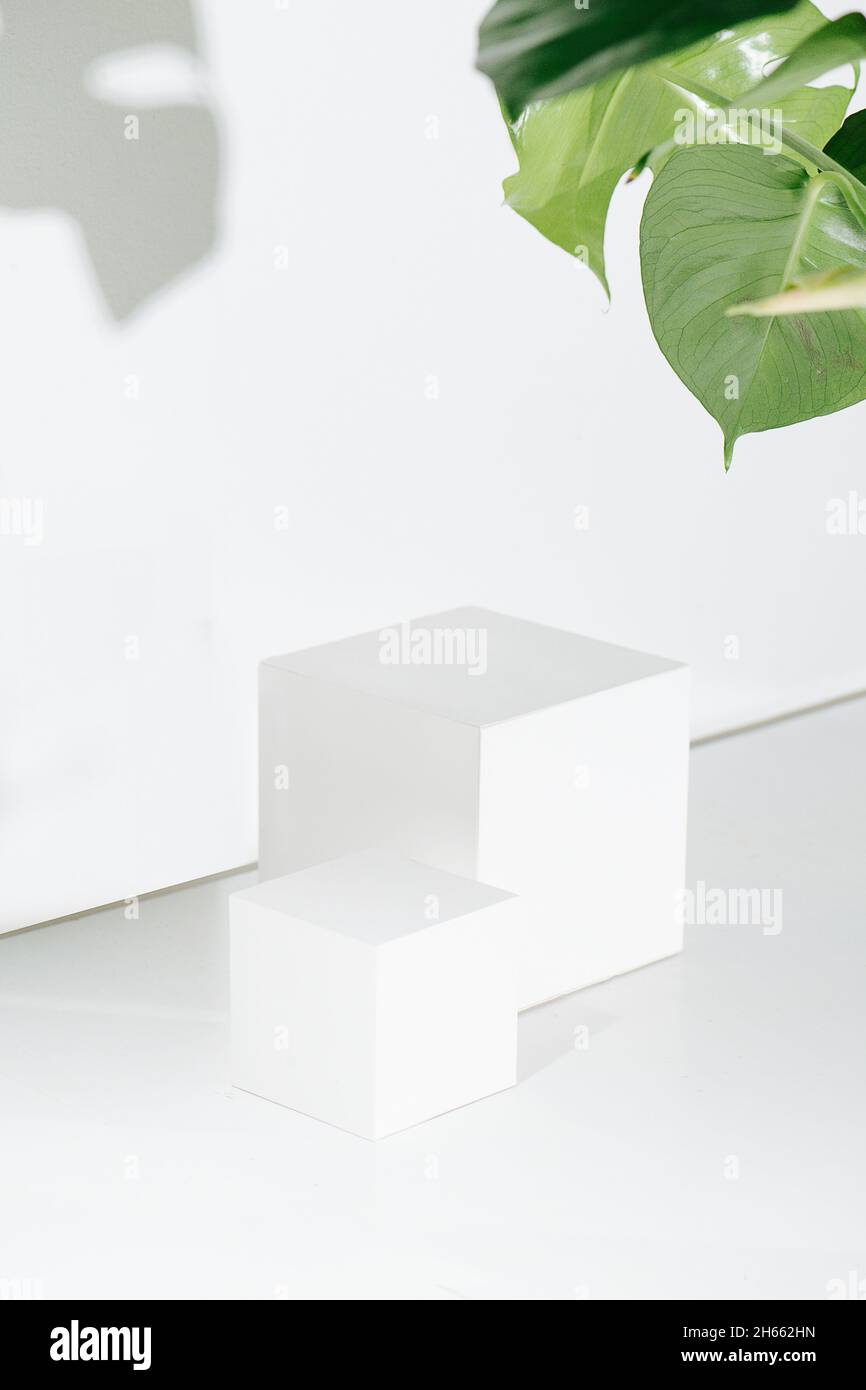 Bright white cubes in front of white wall and big mostera leaf in the upper corner Stock Photo