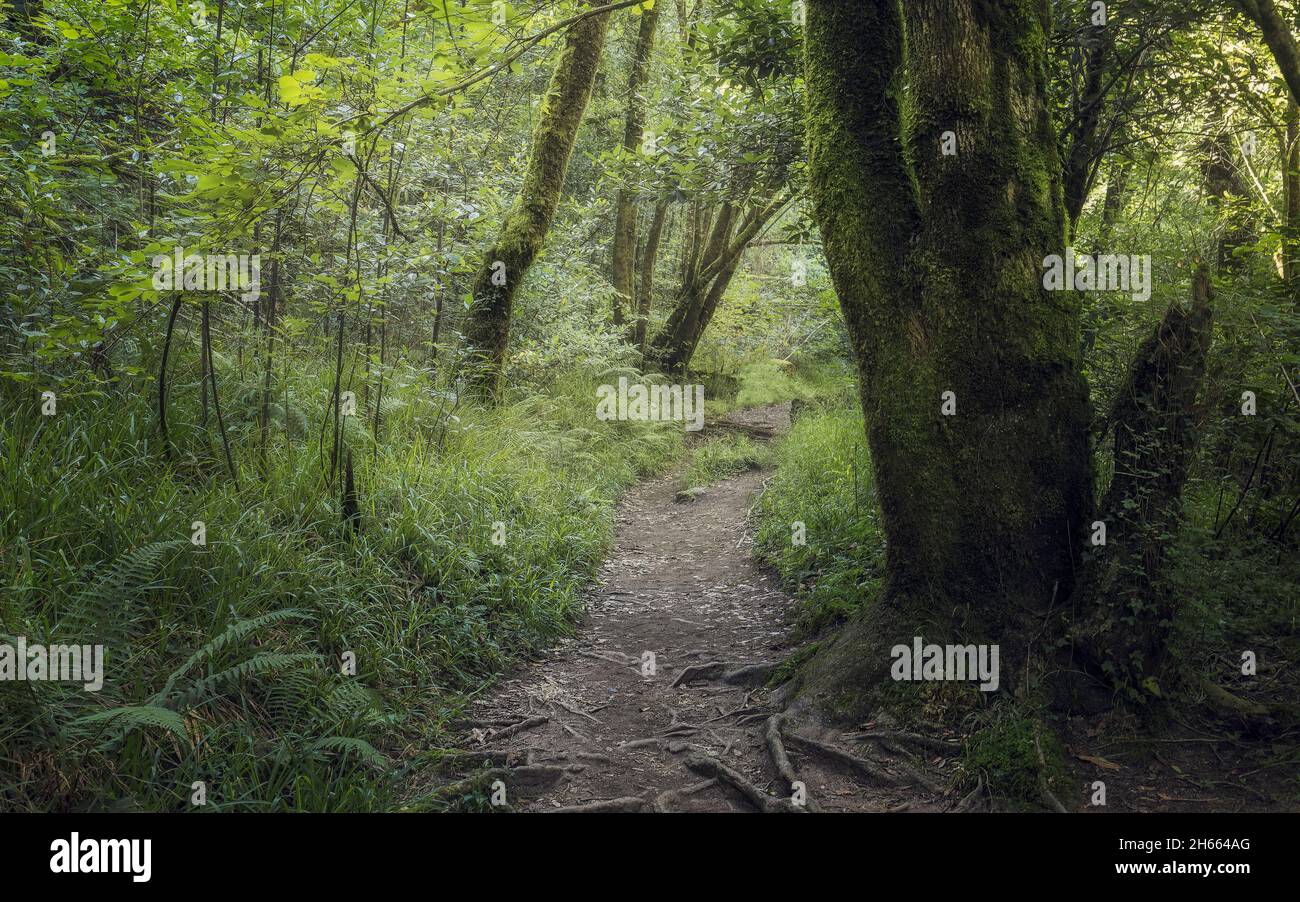 Deep Forest in Fraga do Eume, Galicia, Spain Stock Photo