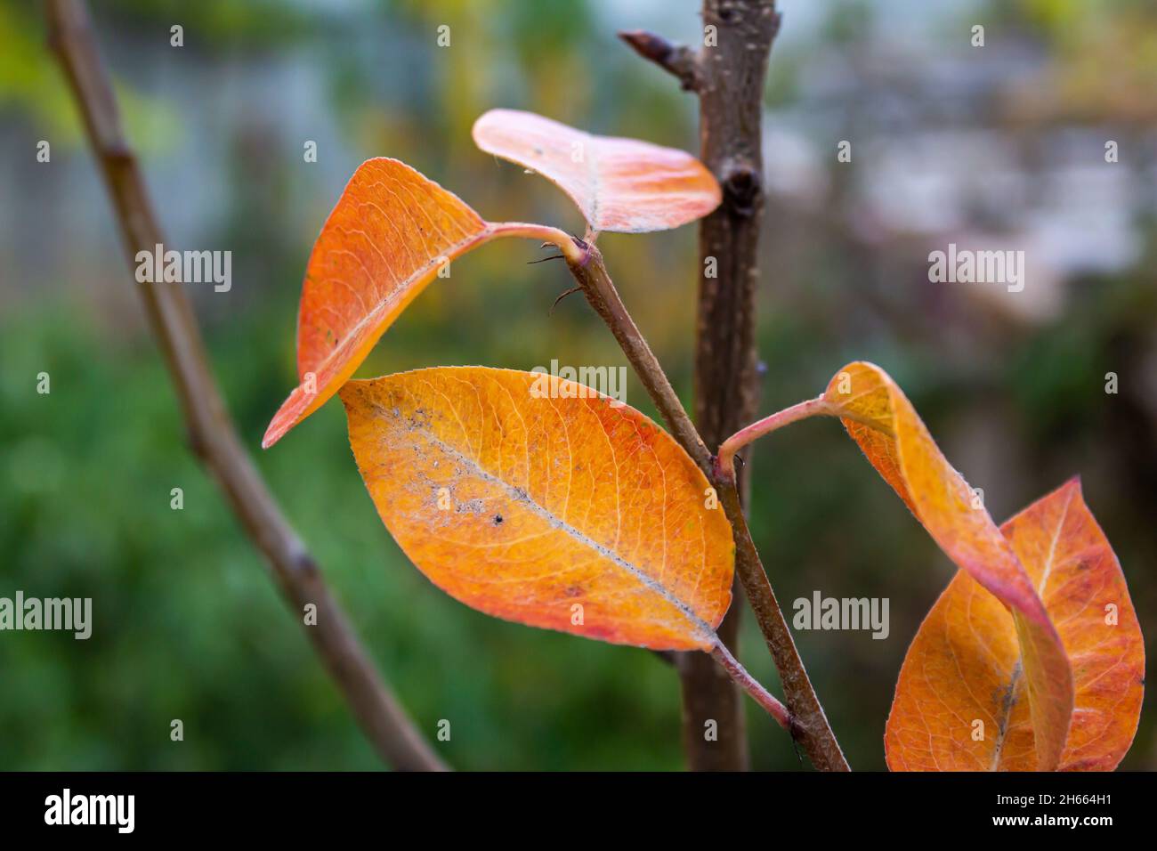 Red leaves, autumn red leaves on blurred nature background. Selective focus. Stock Photo