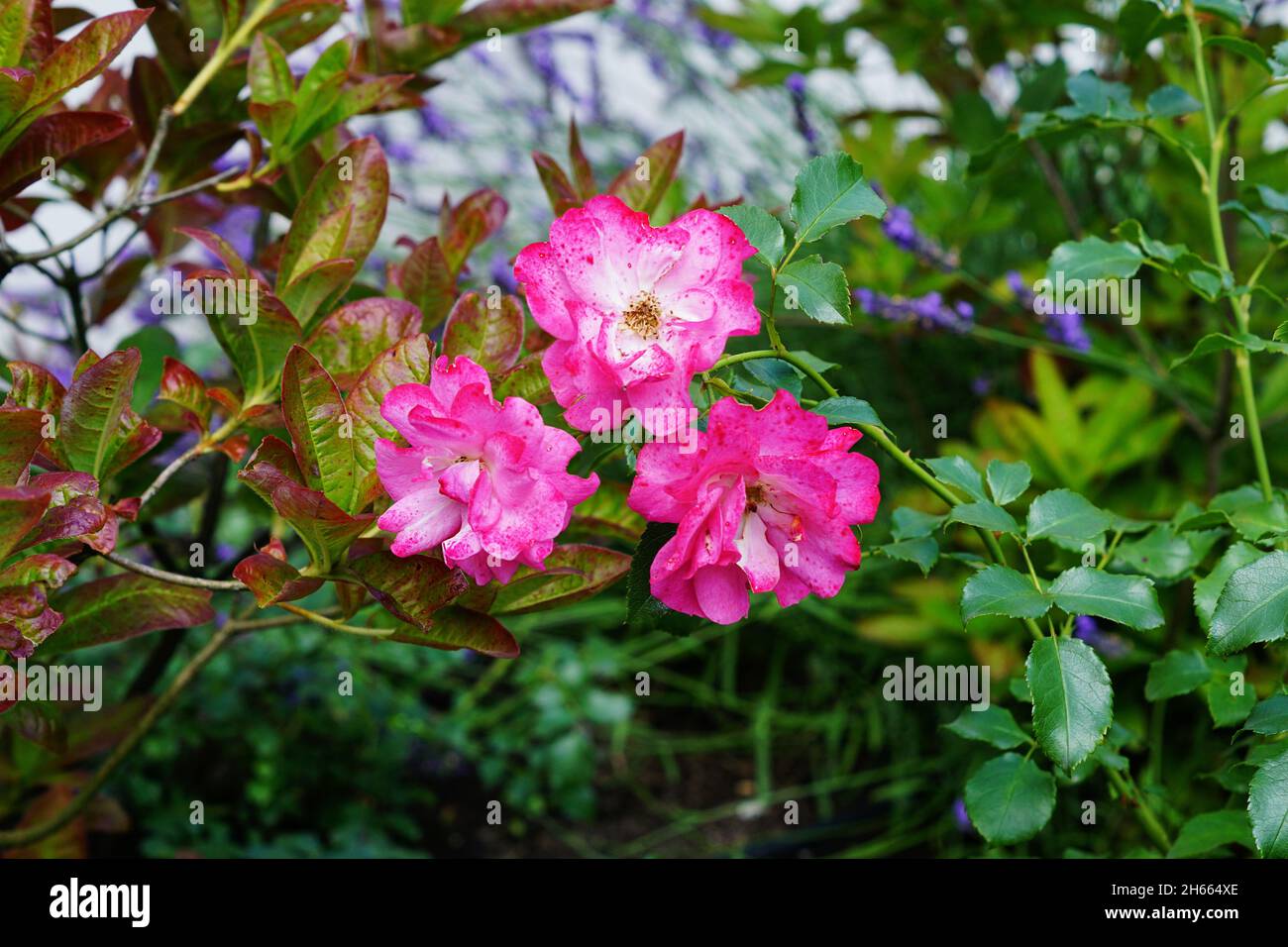 Pink rose flowers in the forest Stock Photo - Alamy