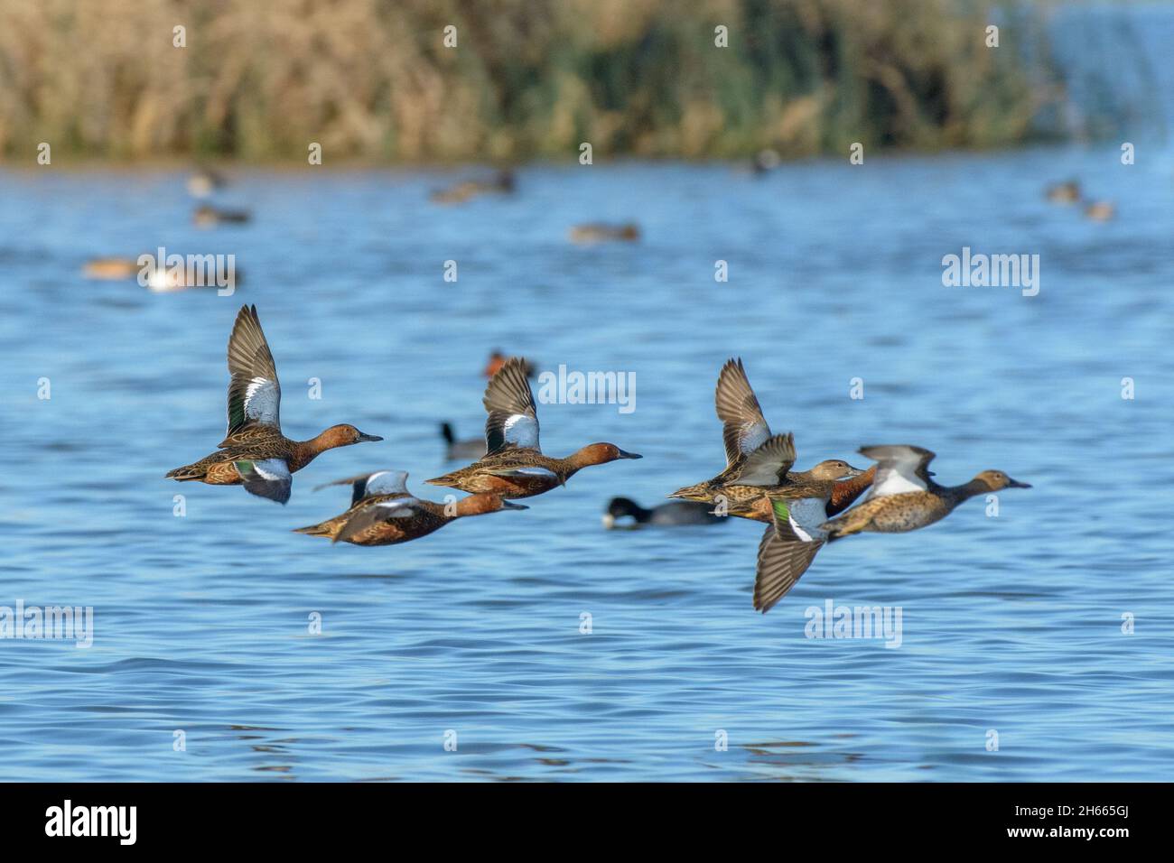 cinnamon teal duck drake and hen flock flying low and fast over