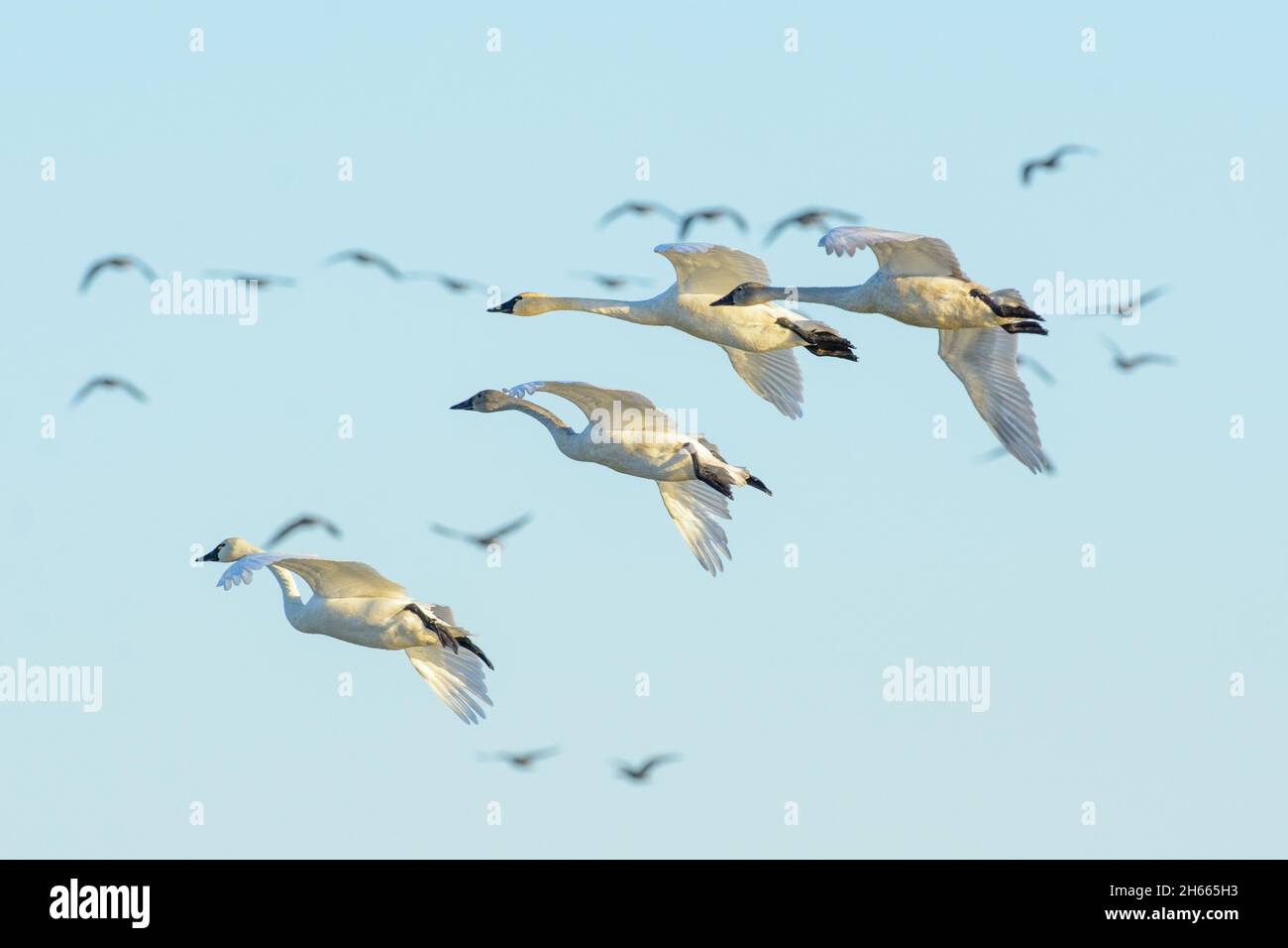 whistling Tundra Swan small flock flying with cupped wings for landing Stock Photo