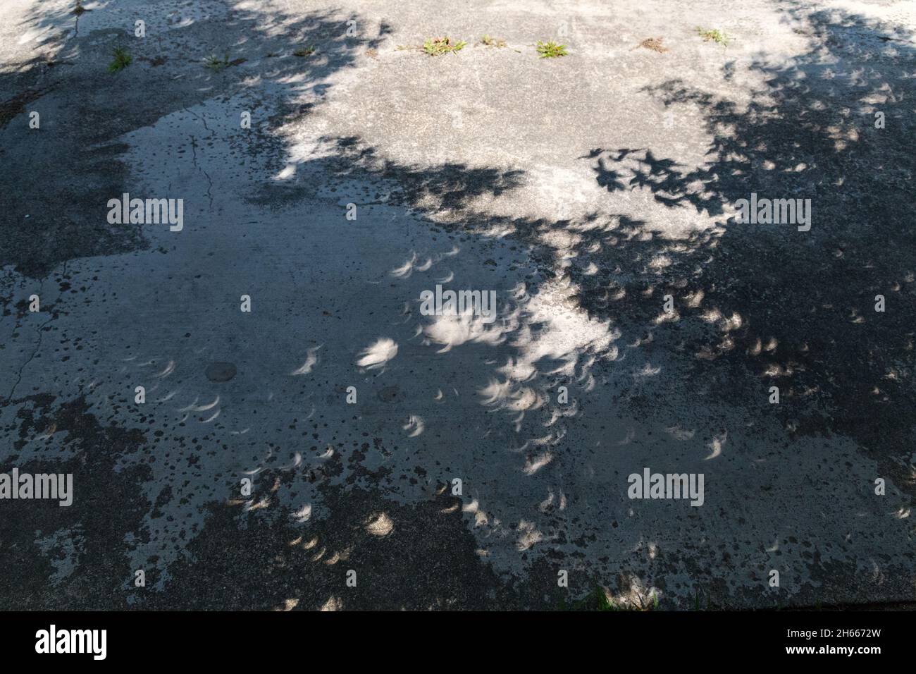 Solar Eclipse shadows on ground in leaves Stock Photo Alamy