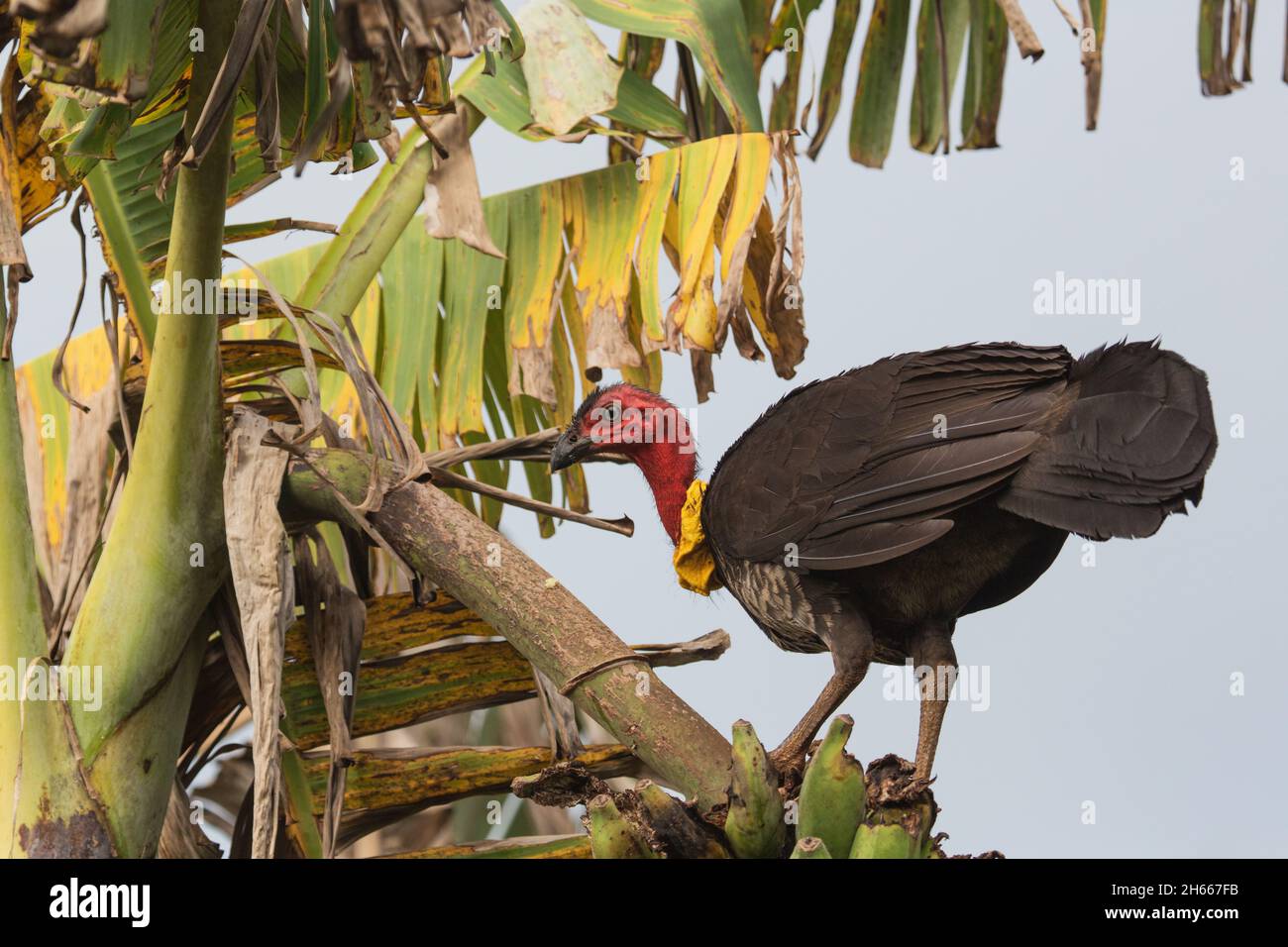 Australian scrub turkey eating bananas in a North Queensland garden