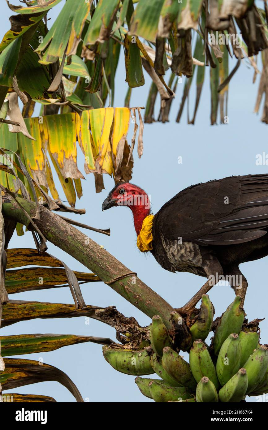 Eating in the scrub hires stock photography and images Alamy