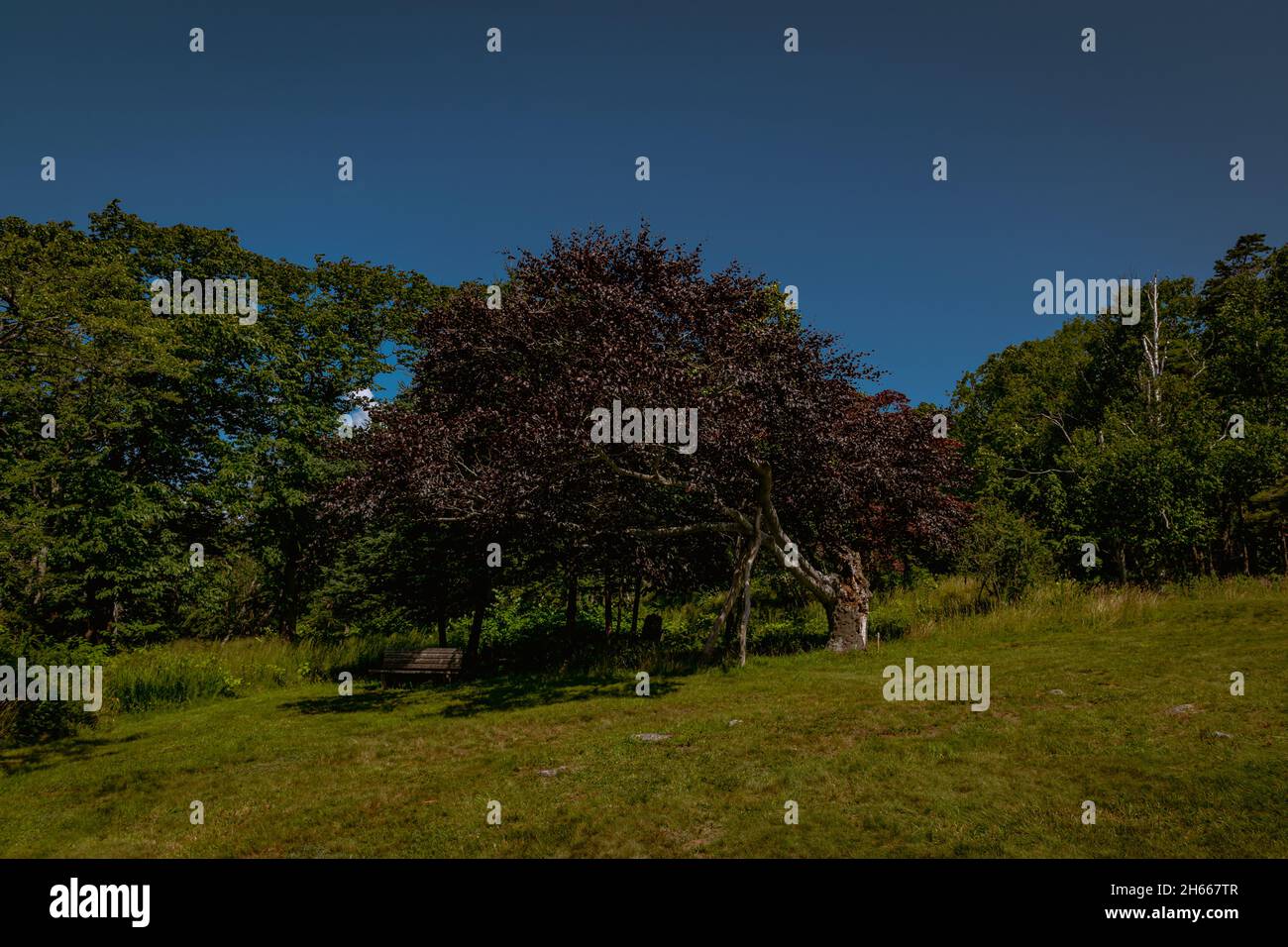 Copper Beech tree Stock Photo Alamy