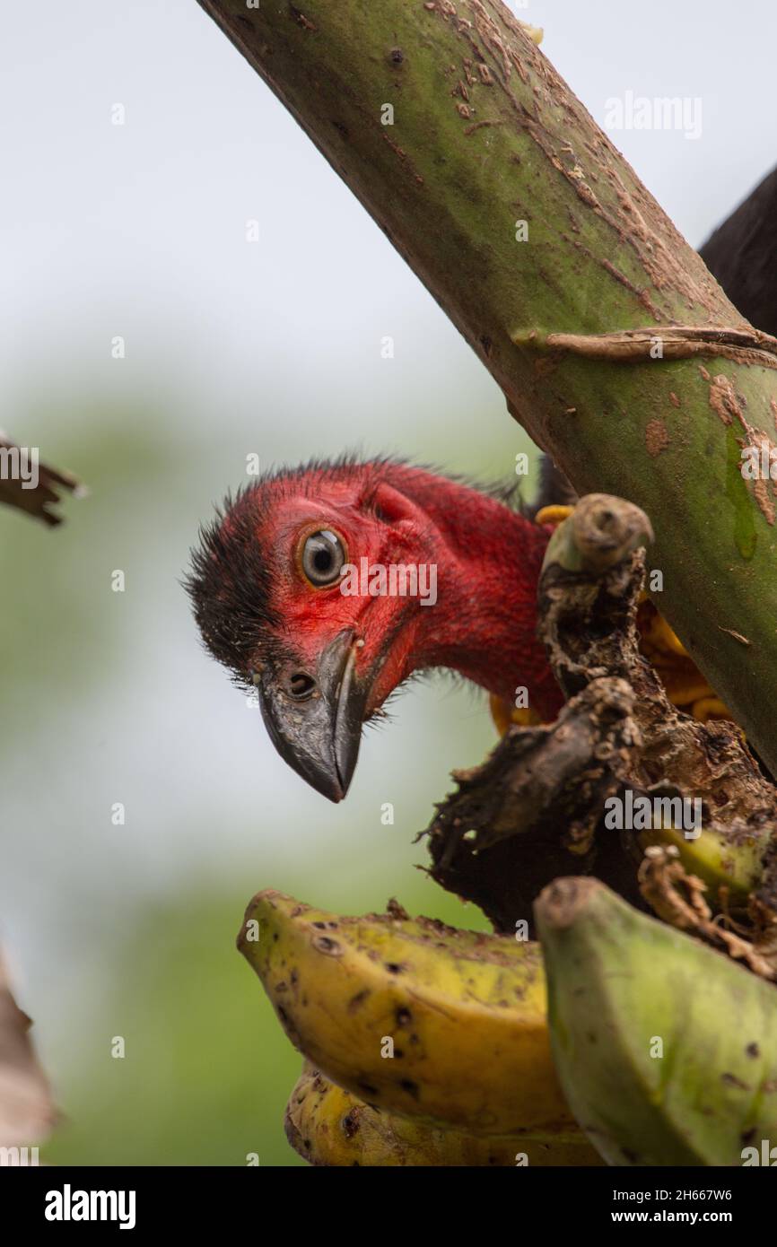 Australian scrub turkey eating bananas in a North Queensland garden