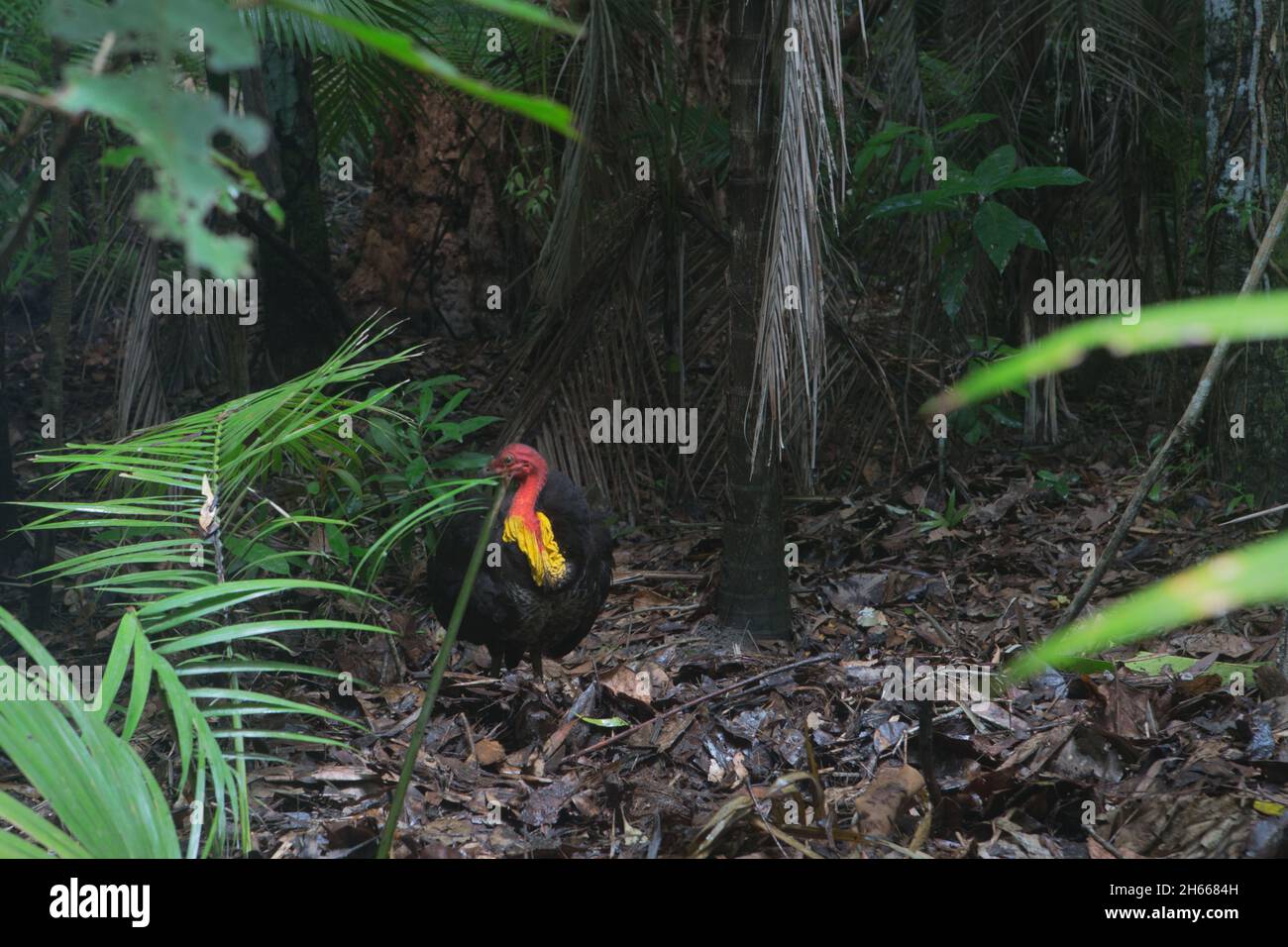 Australian Brush mound building turkey native to tropical rainforests of NE Queensland Stock
