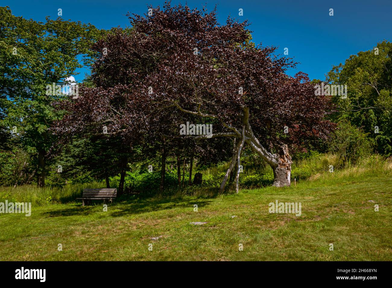 Copper Beech tree Stock Photo Alamy