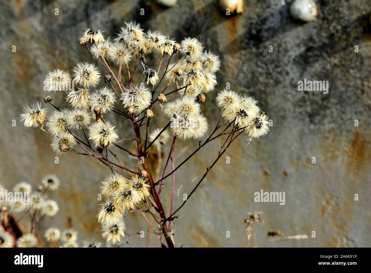 Natural roadside wild weed seed heads in front of abstract rusty steel background, UK Stock Photo