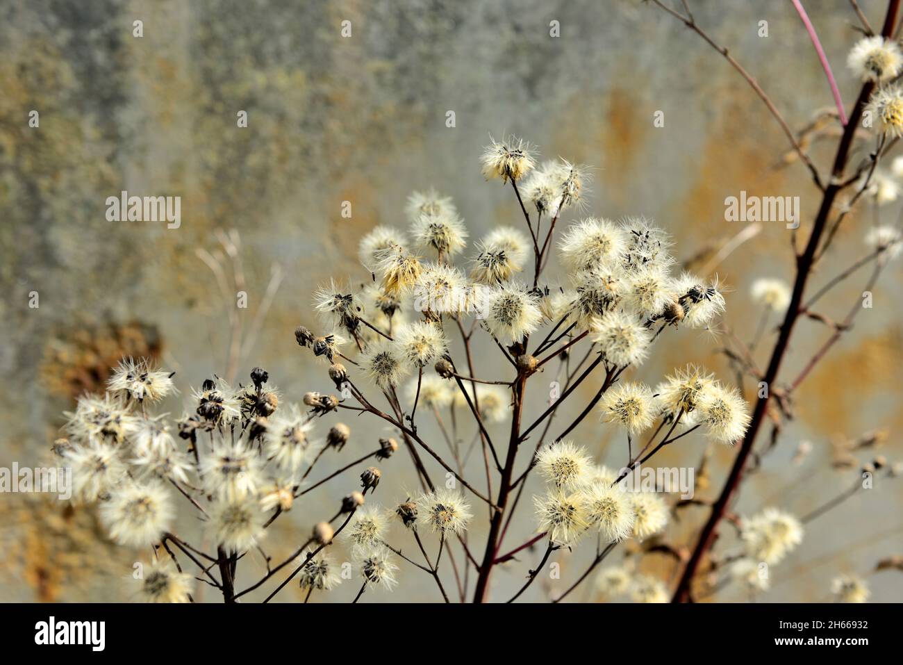 Natural roadside wild weed seed heads in front of abstract rusty steel background, UK Stock Photo