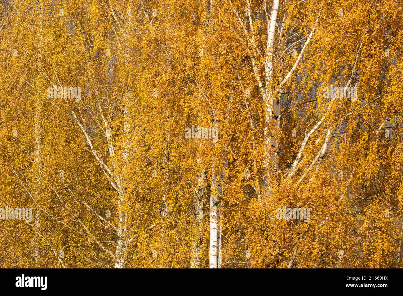 Lush Silver birch, Betula pendula trees during autumn foliage in Estonia. Stock Photo