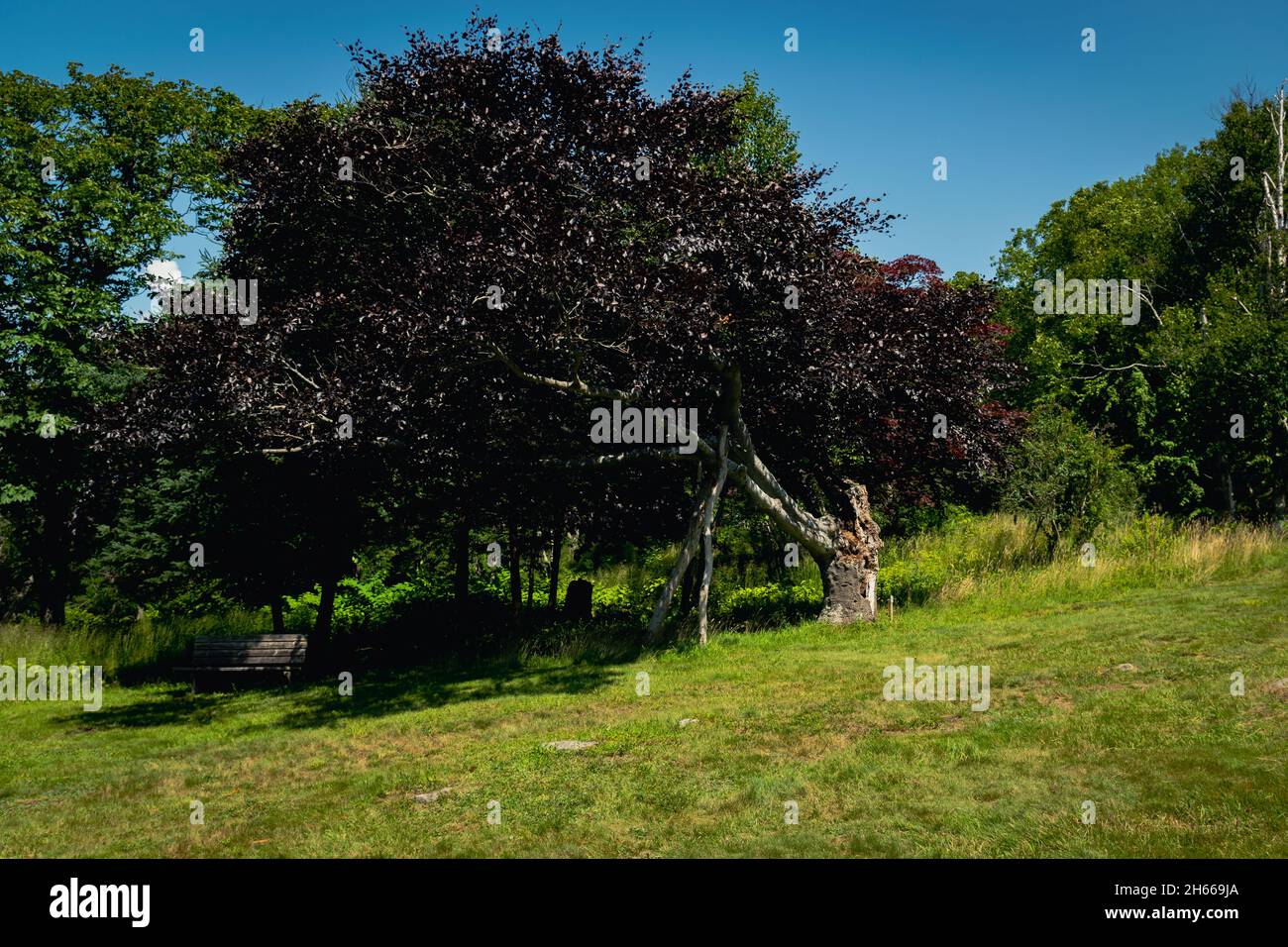 Copper Beech tree Stock Photo Alamy