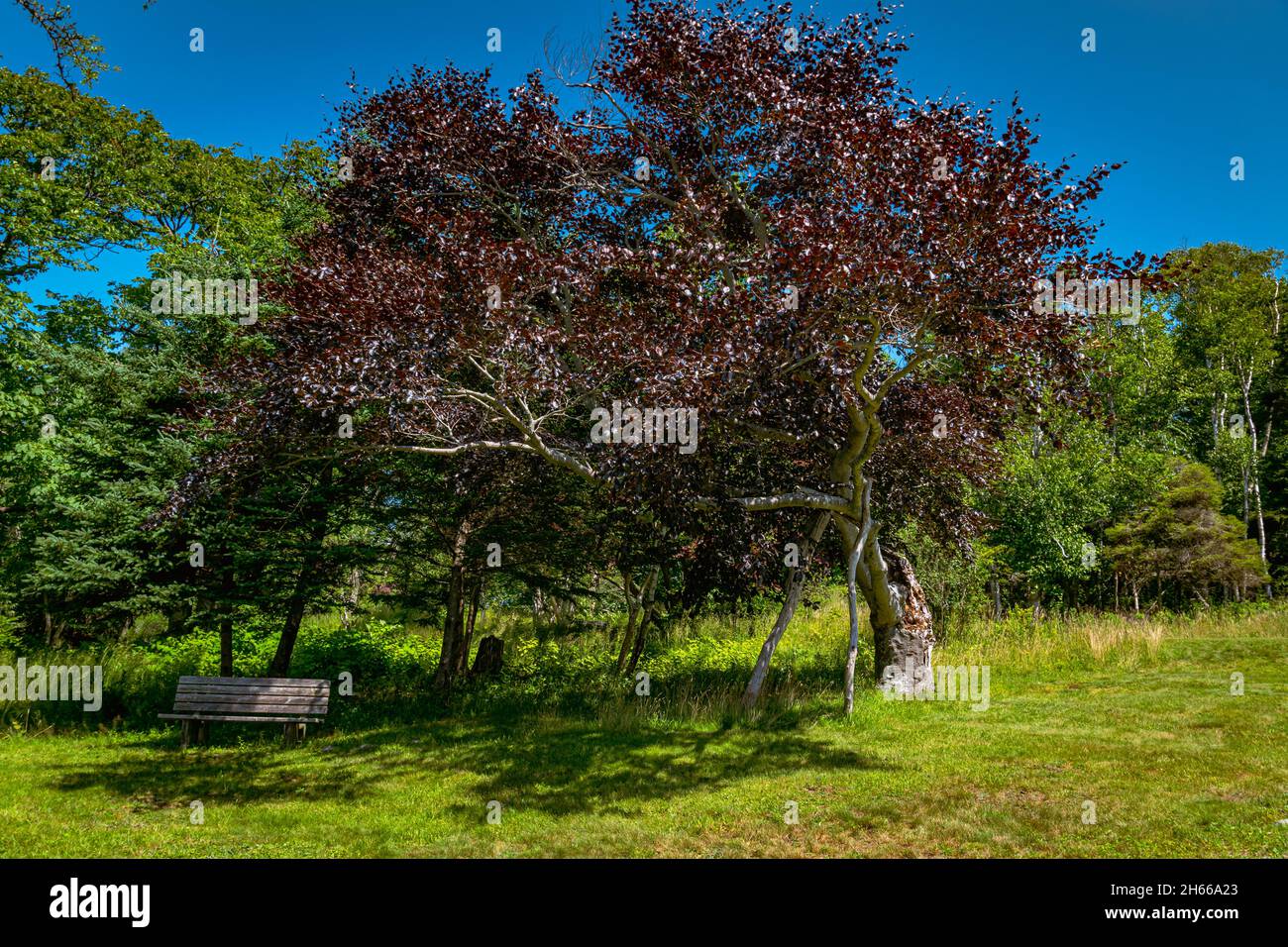 Copper Beech tree Stock Photo Alamy