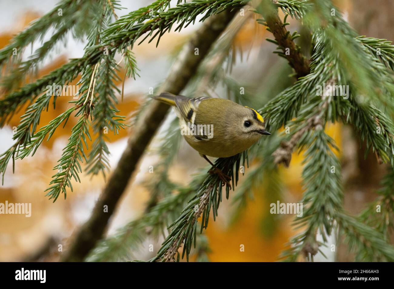 Smallest bird in Europe, Goldcrest (Regulus regulus) perched on a branch during a colorful autumn day in Estonia. Stock Photo