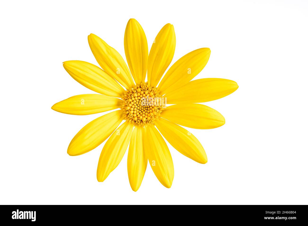 A yellow flower of a Euryops pectinatus isolated on white background Stock Photo