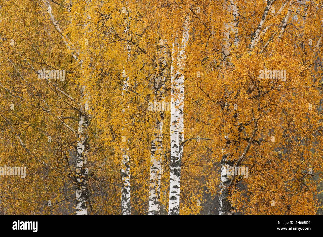 Lush Silver birch, Betula pendula trees during autumn foliage in Estonia. Stock Photo