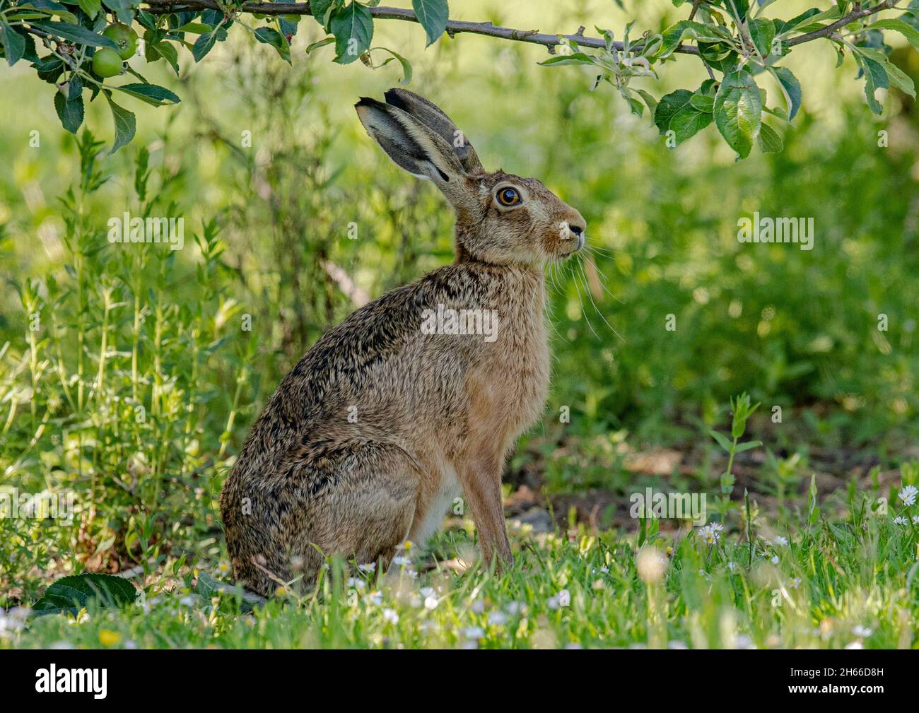 A regal Brown Hare, sitting under an apple tree in the wildflowers ...